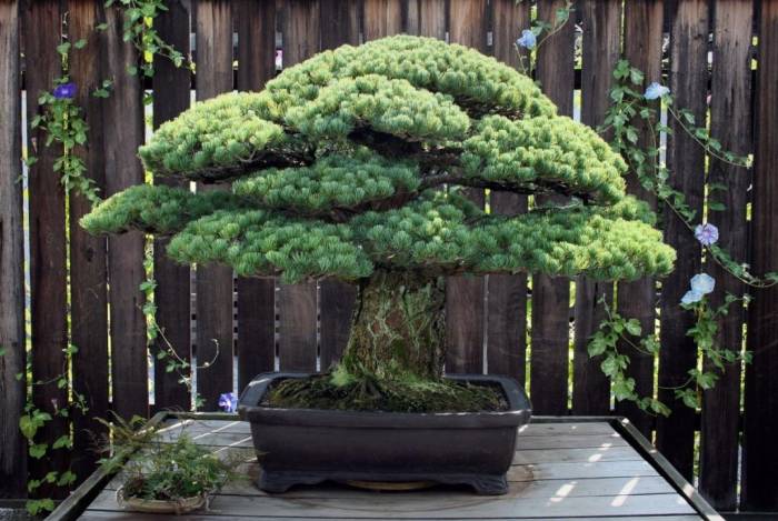 living room tree bonsai