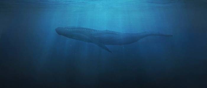 A Fascinating Mystery Of Sound The 52 Hz Whale Faena