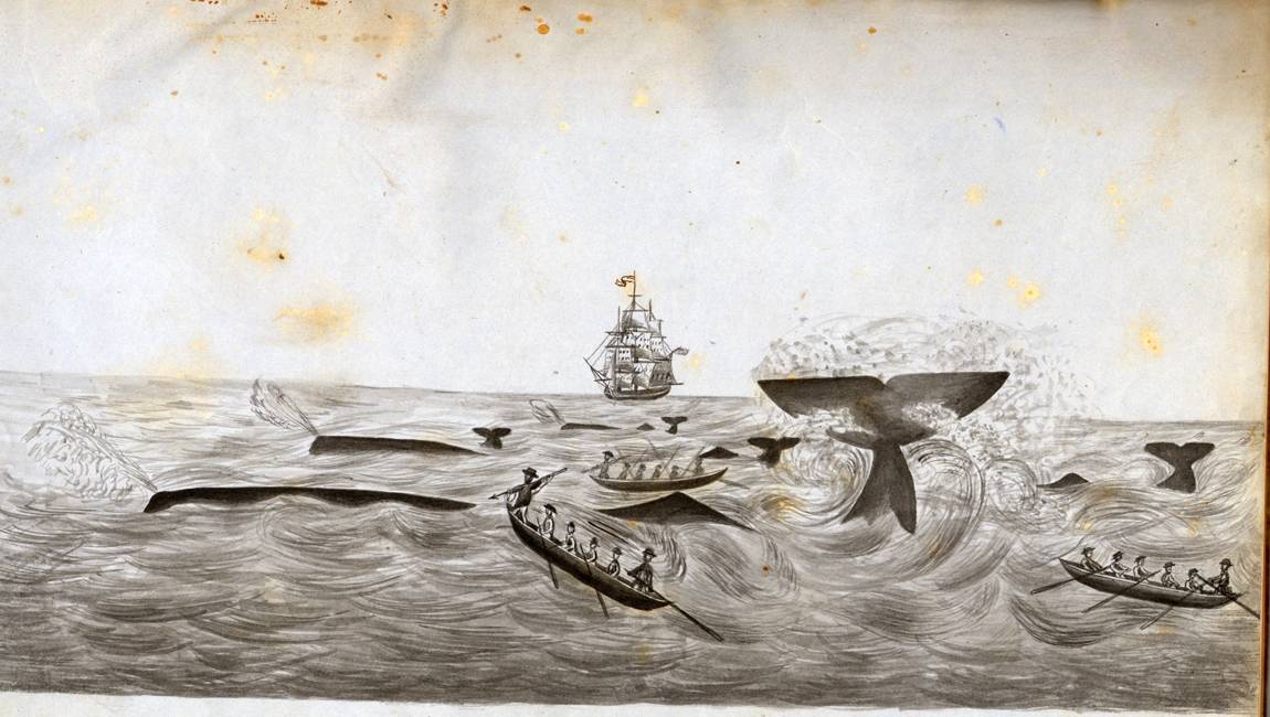 Illustration of whales in sea with sailing ship in background.